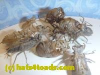 /home//u458753944/public_html/sourcegallery/////Insects and small critters/silliness/P1050001.JPG
